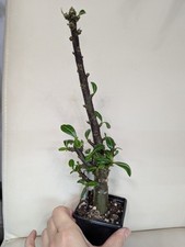 Adenium Obesum/Desert