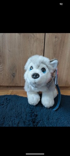Husky with lead soft toy - husky,