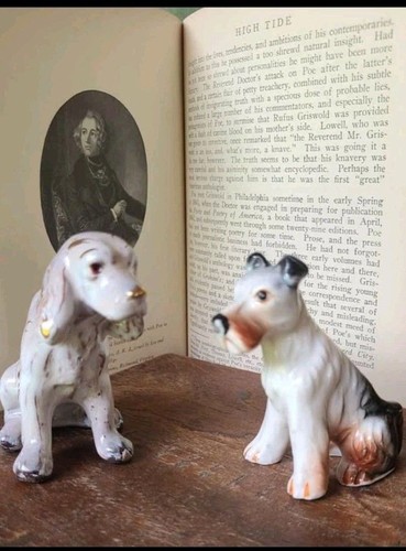 Fox terrier crocker spaniel - fox,