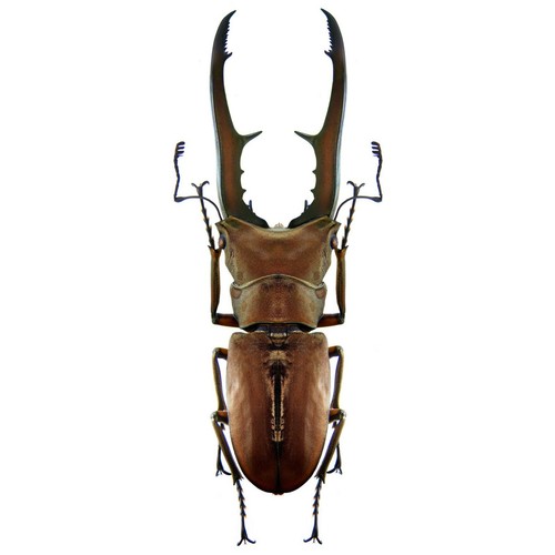 Cyclommatus metallifer stag