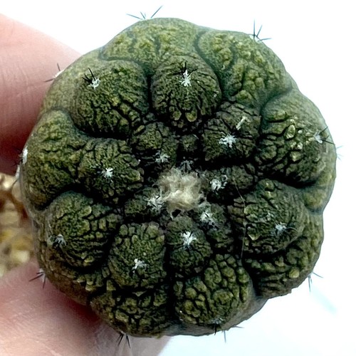 Copiapoa hypogaea lizard - copiapoa,