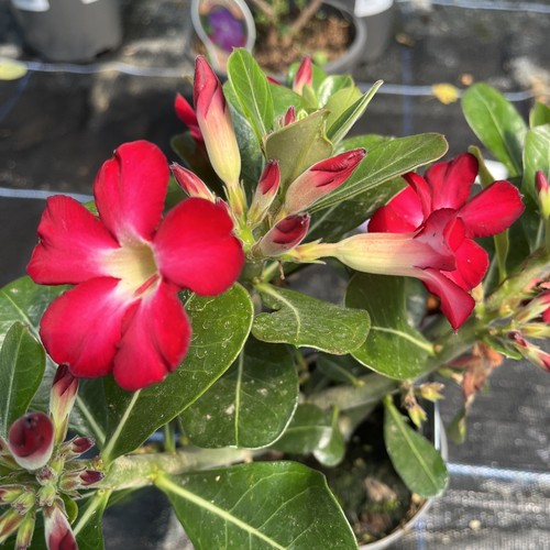 Adenium obesum anouk - , red