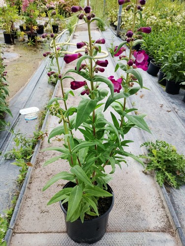 Penstemon violet hardy - penstemon,