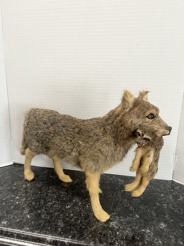 Fox coyote animal standing - ?,