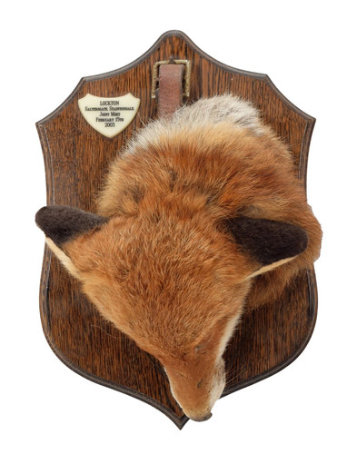 Taxidermy fox head antique - head,