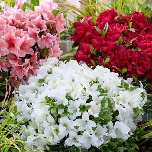 Set azalea encore - of,