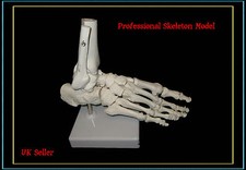 @Professional Full Size Human