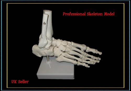 Professional full size - full, human