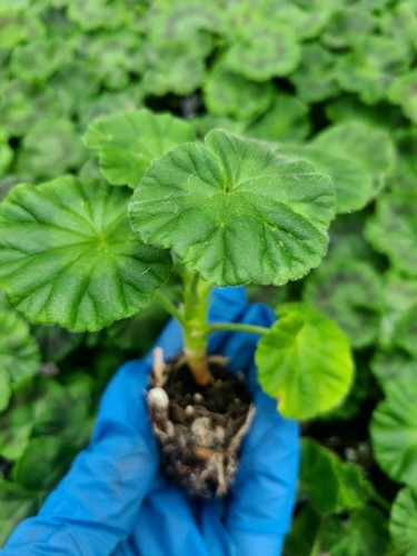 Pelargonium mix plants - , x30