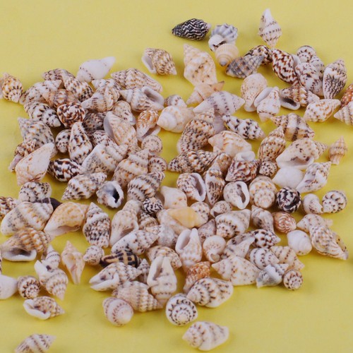 100pcs small sea shells - sea,