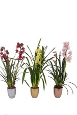 Cymbidium orchid plant In 12