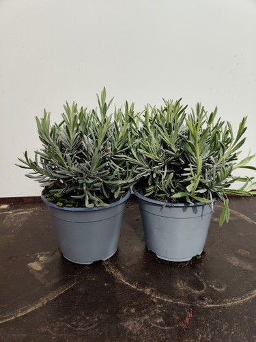 Lavender angustifolia 1l - 2, x