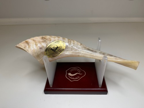 Authentic shofar from israel - shofar,