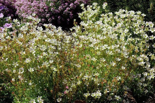 Saxifraga white pixie - saxifraga, 'white