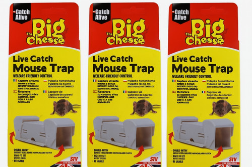 Big cheese live catch - live,