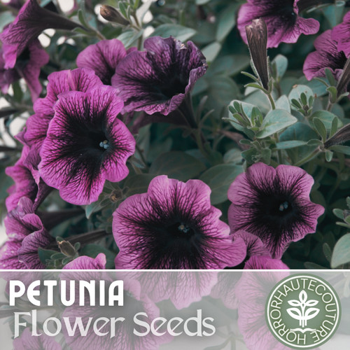 1000 indigo twilight petunia - 1000+,
