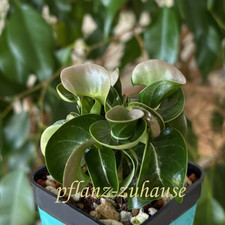 Adenium Thai Socotranum Dorset Horn “MEDUSA”, 2 Seeds. Desert Rose