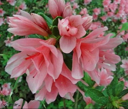 Japanese azalea anouka - azalea,