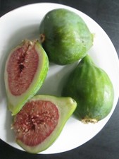 3 DESERT KING FIG TREE  CUTTINGS - LARGE SWEET RED FLESH FRUIT