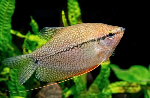 Pearl gourami leeri live - pearl,