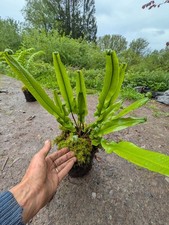 WOODLAND FERN PLANT 2l pot