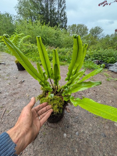 Woodland fern plant pot - plant,