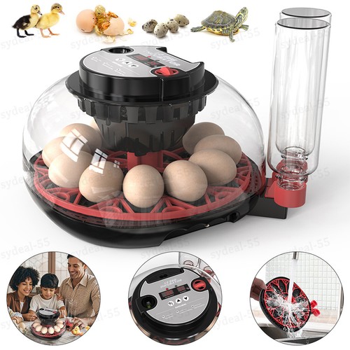 Hatching eggs egg - eggs,