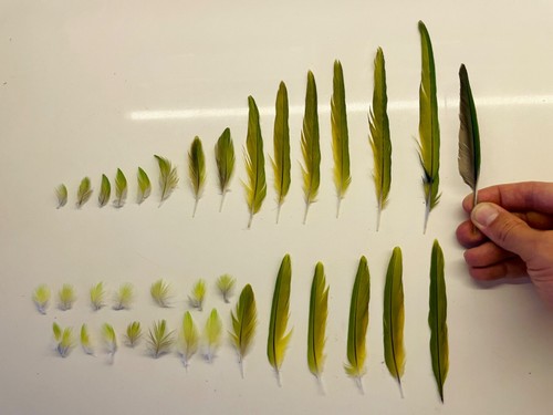 Ethically sourced natural