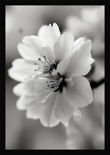 Serene cherry blossom - serene, framed