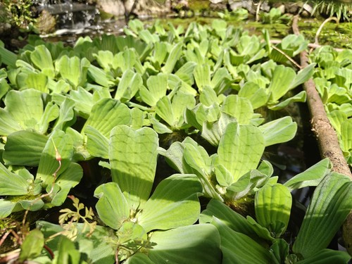 Xxl giant jumbo water lettuce - jumbo,
