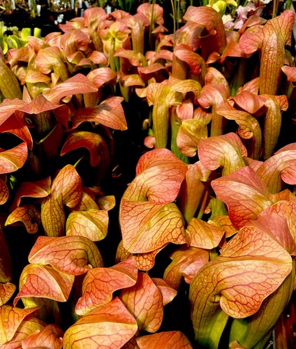 Sarracenia norman parker - sarracenia,