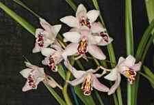 Cymbidium sanderae species orchid plant