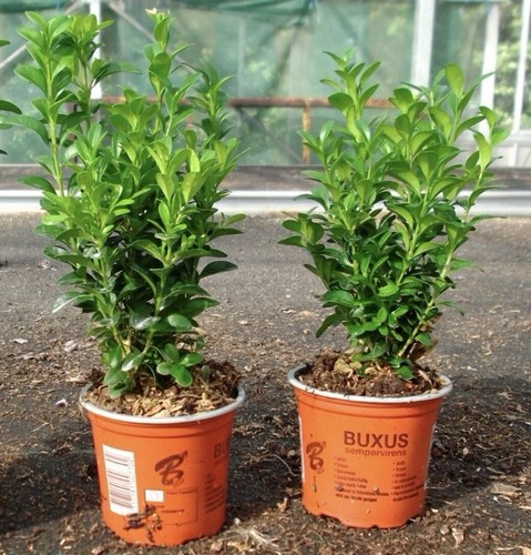 Buxus sempervirens hedging - buxus,