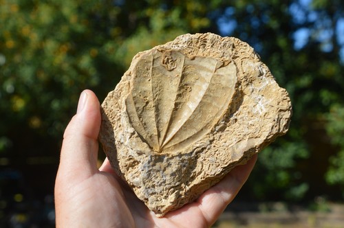 Amazing rare fossil - , &