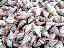 20 X SEA SHELLS NAY NAY 2.5 - 4.5 CM SPIRAL SNAIL White Brown Shell Craft