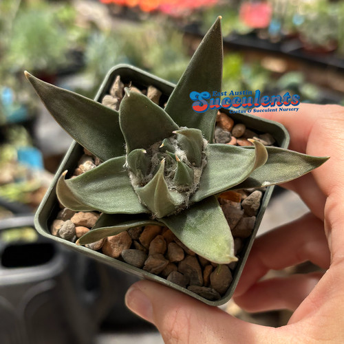 Ariocarpus trigonus live - trigonus,