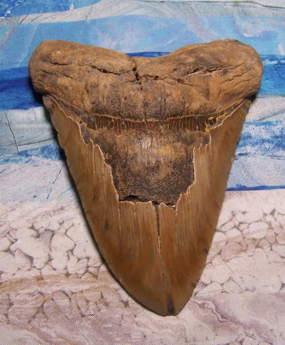 Megalodon shark tooth - shark, 3/8"