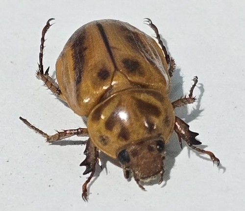 1424 scarabaidae - ts-,