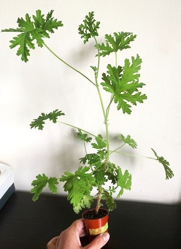 Pelargonium westerlund rose - pelargonium,