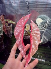 Super  Rare Begonia maculata pure pink 