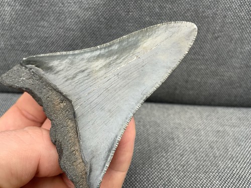 Megalodon fossil shark - megalodon,