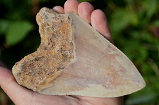 LOVELY 100% HUGE genuine 5.6" MEGALODON SHARK TOOTH,   :)  #B1