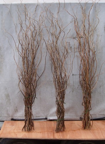 Dried twisted willow twigs - willow,
