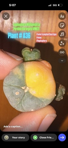 Ariocarpus aztekium - ariocarpus,