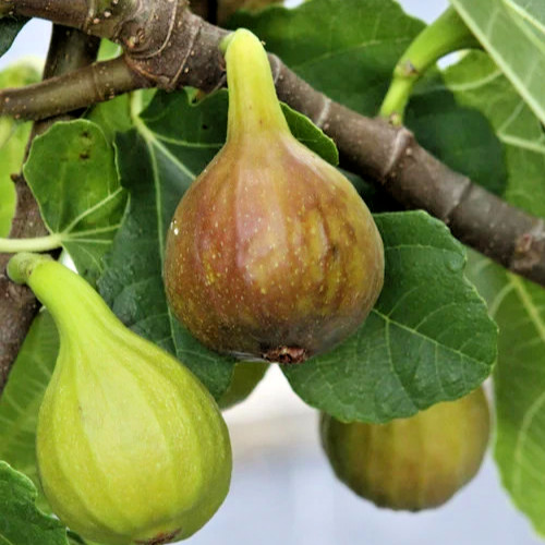 Ficus carica brown - 'brown, turkey'