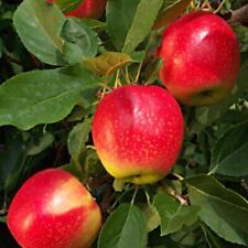 Apple Gala Fruit Tree 6ft Tall