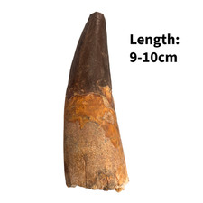 Spinosaurus Fossil Tooth