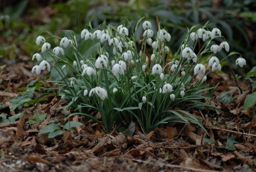 Galanthus hippolyta x 1 - x,