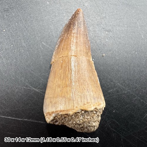 Mosasaur tooth fossil - mosasaur, –