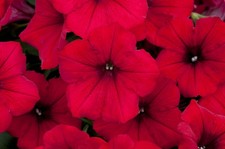 x3 Petunia Surfinia Deep Red